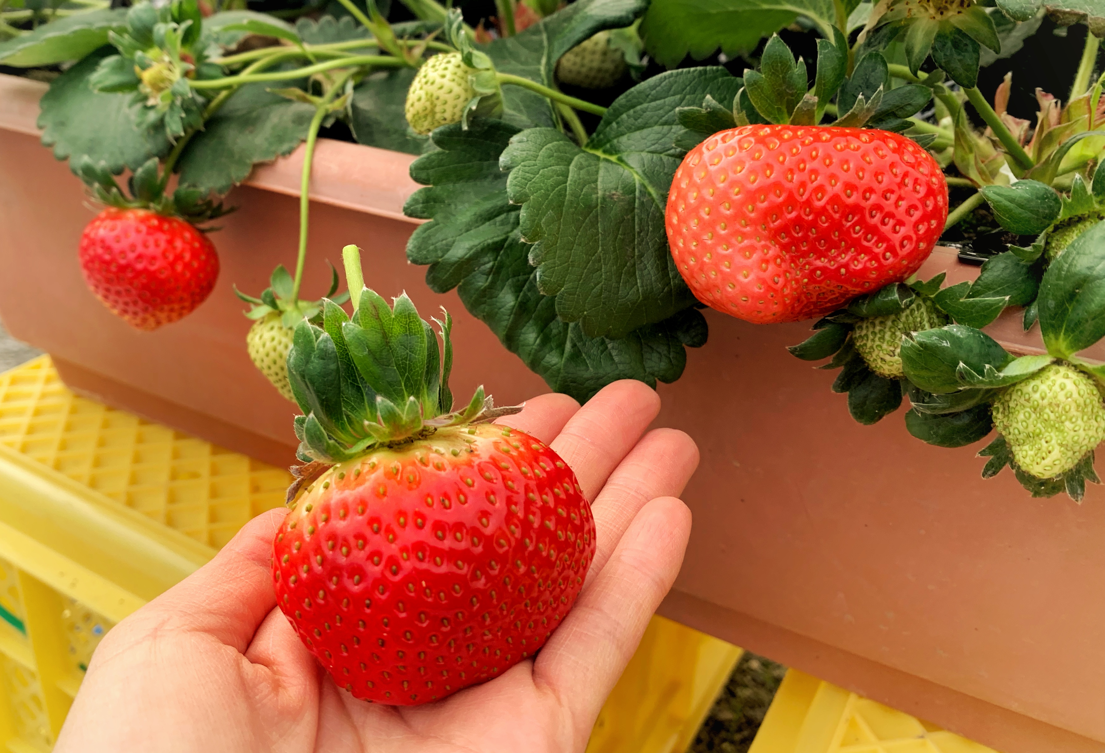 農福連携 農福連携