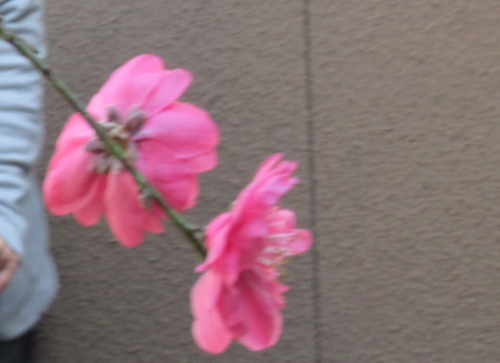 ももの花 ももの花