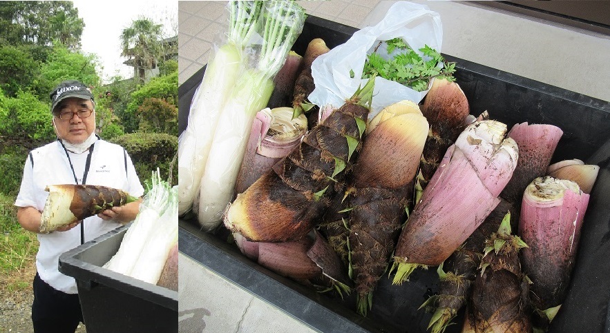 たけのこ たけのこ