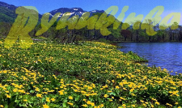 りゅうきんか りゅうきんか