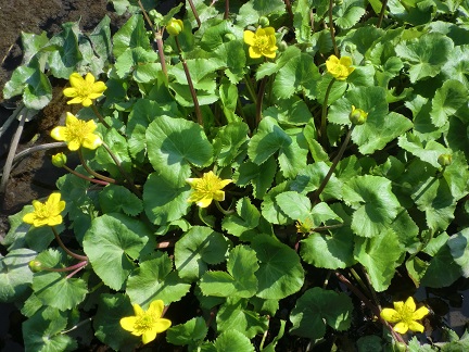 画像の説明 画像の説明