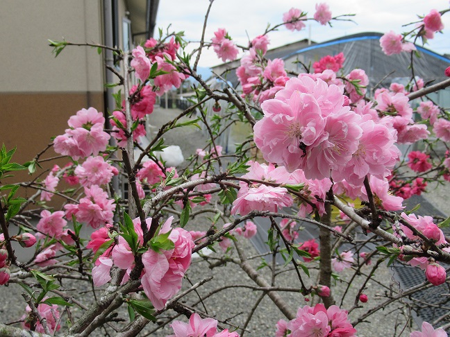 ももの花 ももの花